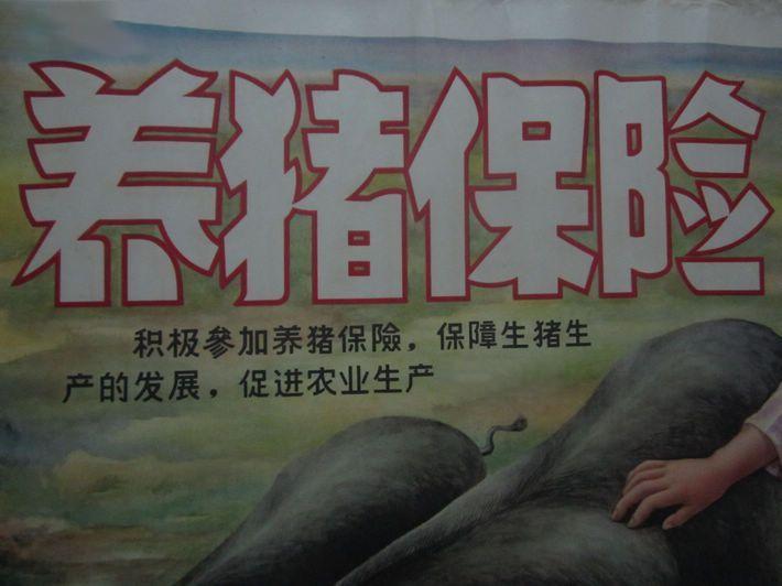_种草养猪利润_ 猪肉价格下跌影响 