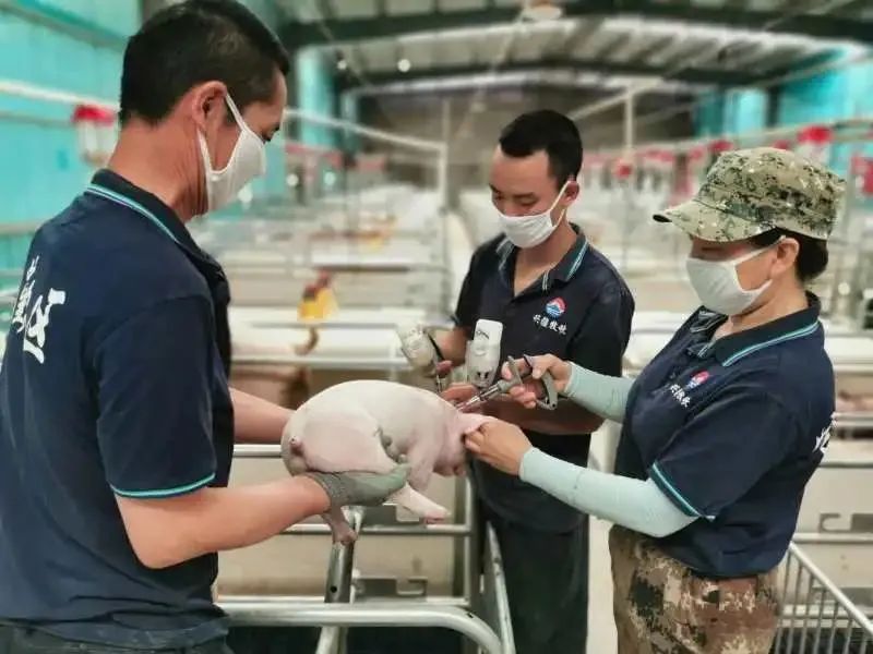 _ 猪肉价格下跌影响 _种草养猪利润