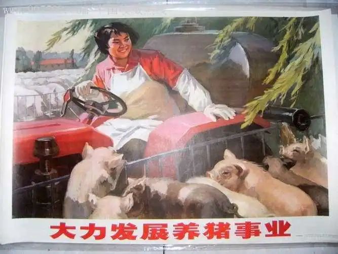种草养猪利润_ 猪肉价格下跌影响 _